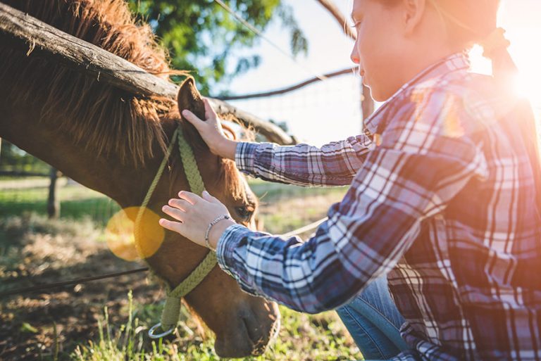 3 Steps to Properly Brushing Your Horse The Last RideThe Last Ride