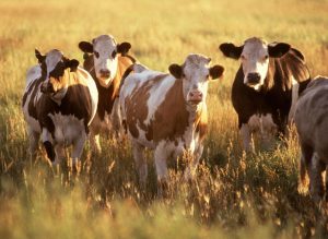 Recognizing Common Bovine Diseases
