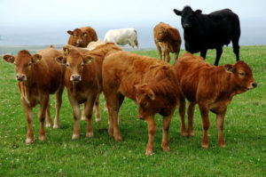 Cattle Dehorning Keeping Your Herd Safe