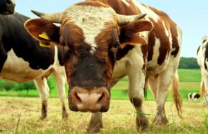Cystic Ovarian Disease in Cattle