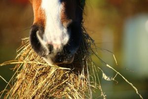 Hay: What Kind and How Much is Right for Your Horse?