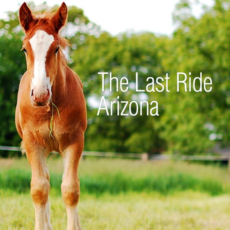 Choosing Bedding for Your Horse Peat Moss and Straw The Last RideThe