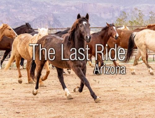 Serving Horse Owners in the East Valley – What Sets Us Apart