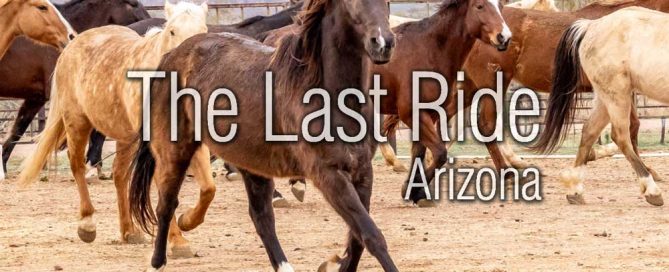 Serving Horse Owners in the East Valley