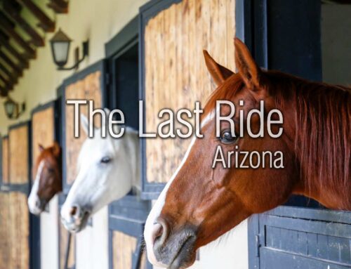 Fall Pasture and Barn Maintenance Tips for East Valley Horse Owners