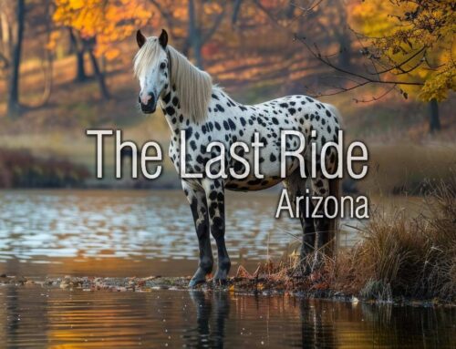 Preparing Your East Valley Horses for Cooler Fall Weather