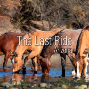 Why East Valley Horse Owners Trust Local End of Life Services in the Fall