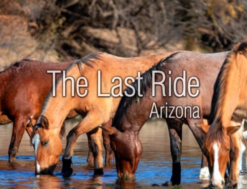 Why East Valley Horse Owners Trust Local End-of-Life Services in the Fall