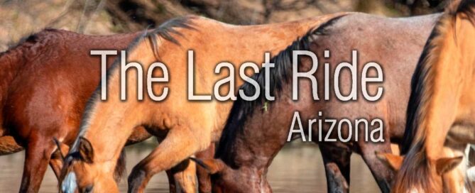 Why East Valley Horse Owners Trust Local End of Life Services in the Fall