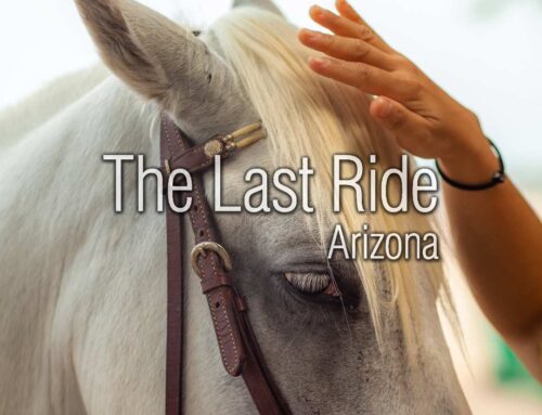 Giving Thanks for Our Horses — Honoring Their Companionship in the East Valley