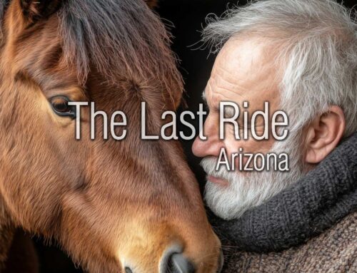 Supporting Aging Horses in the East Valley During the Holiday Season