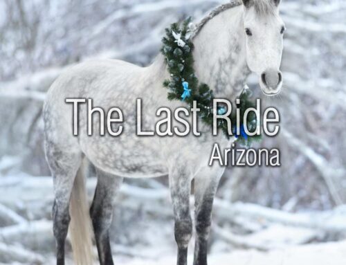 Honoring Our Horses – Finding Peace and Gratitude During the Holidays in the East Valley