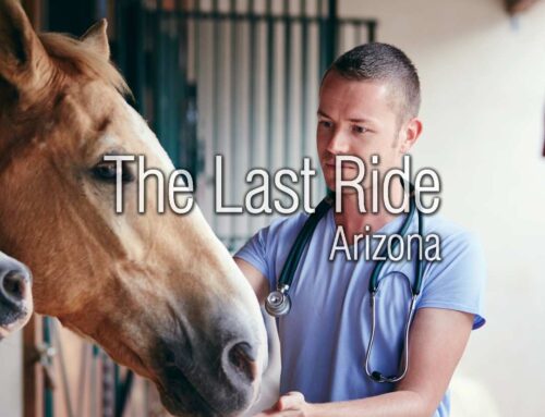 Supporting East Valley Barns and Vets Through the Holiday Season