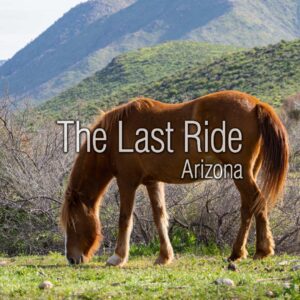 Winter Horse Care in the Phoenix East Valley