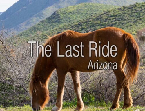 Winter Horse Care in the Phoenix East Valley – Keeping Horses Healthy Through Cool Nights