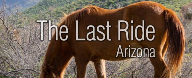 Winter Horse Care in the Phoenix East Valley