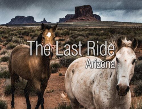 Planning Ahead — Why East Valley Horse Owners Should Know Their End-of-Life Options