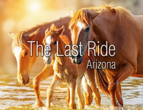 Recognizing Quality-of-Life Changes in Aging Horses During East Valley Winters