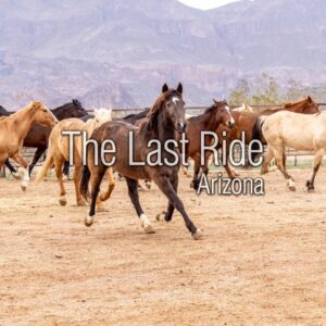 Valentine’s Month in the Phoenix East Valley — Caring for the Horses We Love