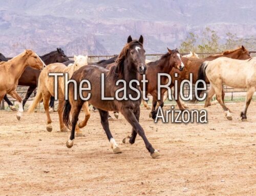 Valentine’s Month in the Phoenix East Valley — Caring for the Horses We Love