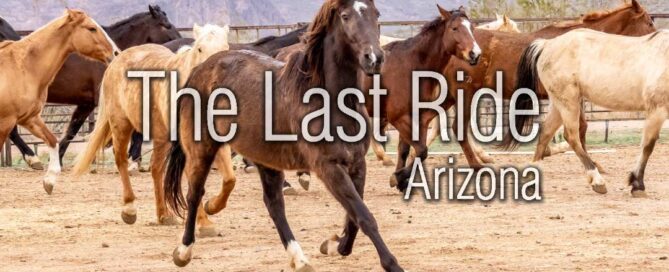 Valentine’s Month in the Phoenix East Valley — Caring for the Horses We Love