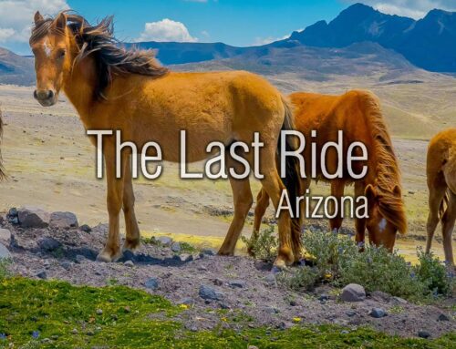 Desert Dust and Wind — Protecting Your Horse During East Valley Spring Weather