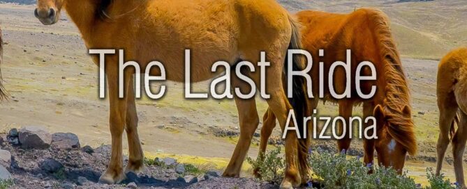 Desert Dust and Wind — Protecting Your Horse During East Valley Spring Weather