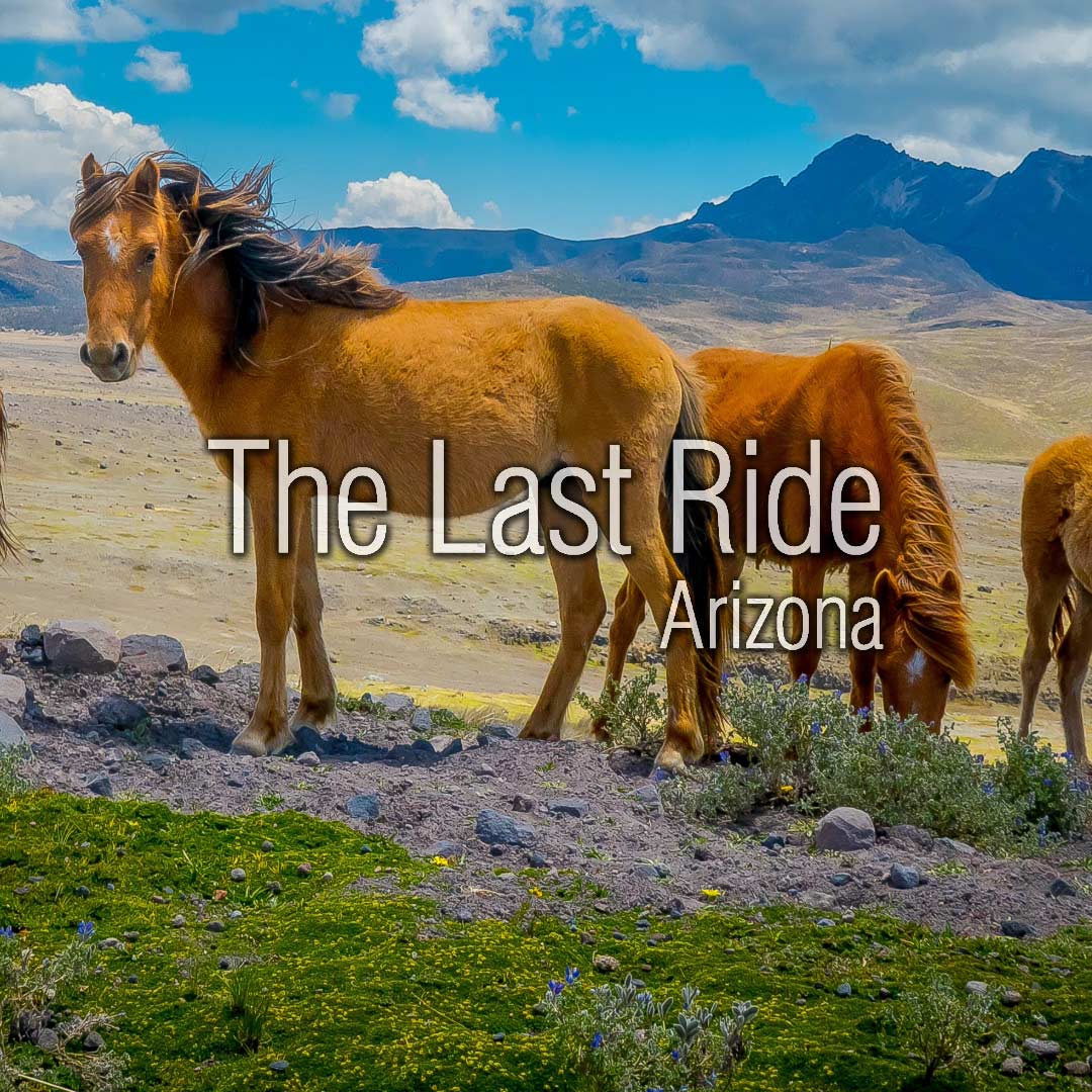 Desert Dust and Wind — Protecting Your Horse During East Valley Spring Weather