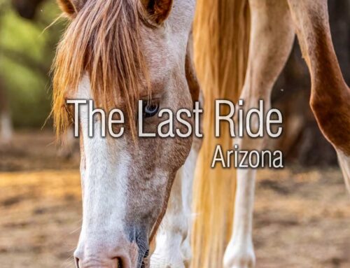 Spring in the Phoenix East Valley — Is Your Horse Ready for Increased Activity?