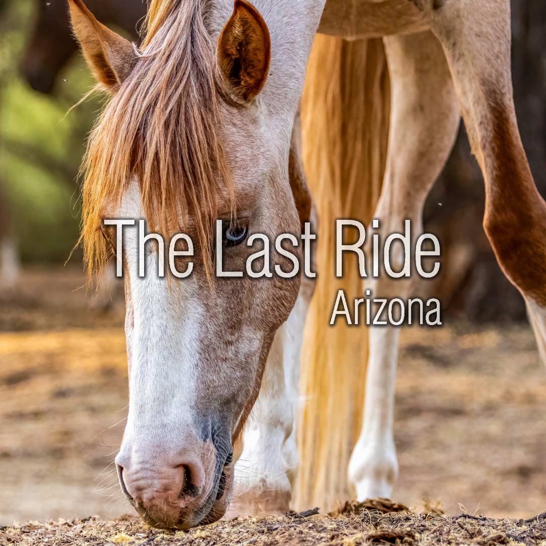 Spring in the Phoenix East Valley — Is Your Horse Ready for Increased Activity