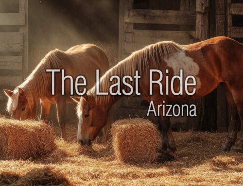 East Valley Spring Cleaning for Horse Properties — Barn, Pasture, and Safety Tips