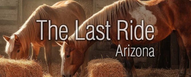 East Valley Spring Cleaning for Horse Properties — Barn, Pasture, and Safety Tips