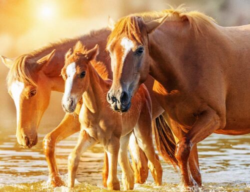 Preparing for Rising Temperatures in the East Valley — Early Heat Awareness for Horses