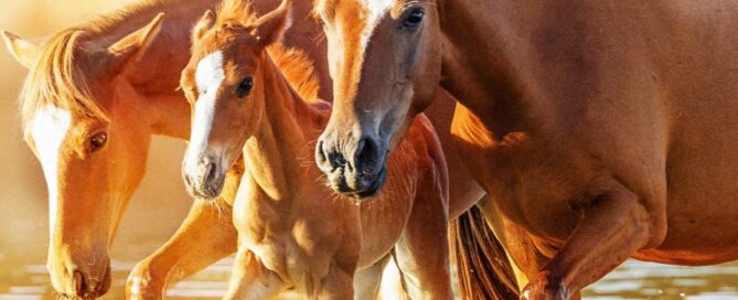 Preparing for Rising Temperatures in the East Valley — Early Heat Awareness for Horses