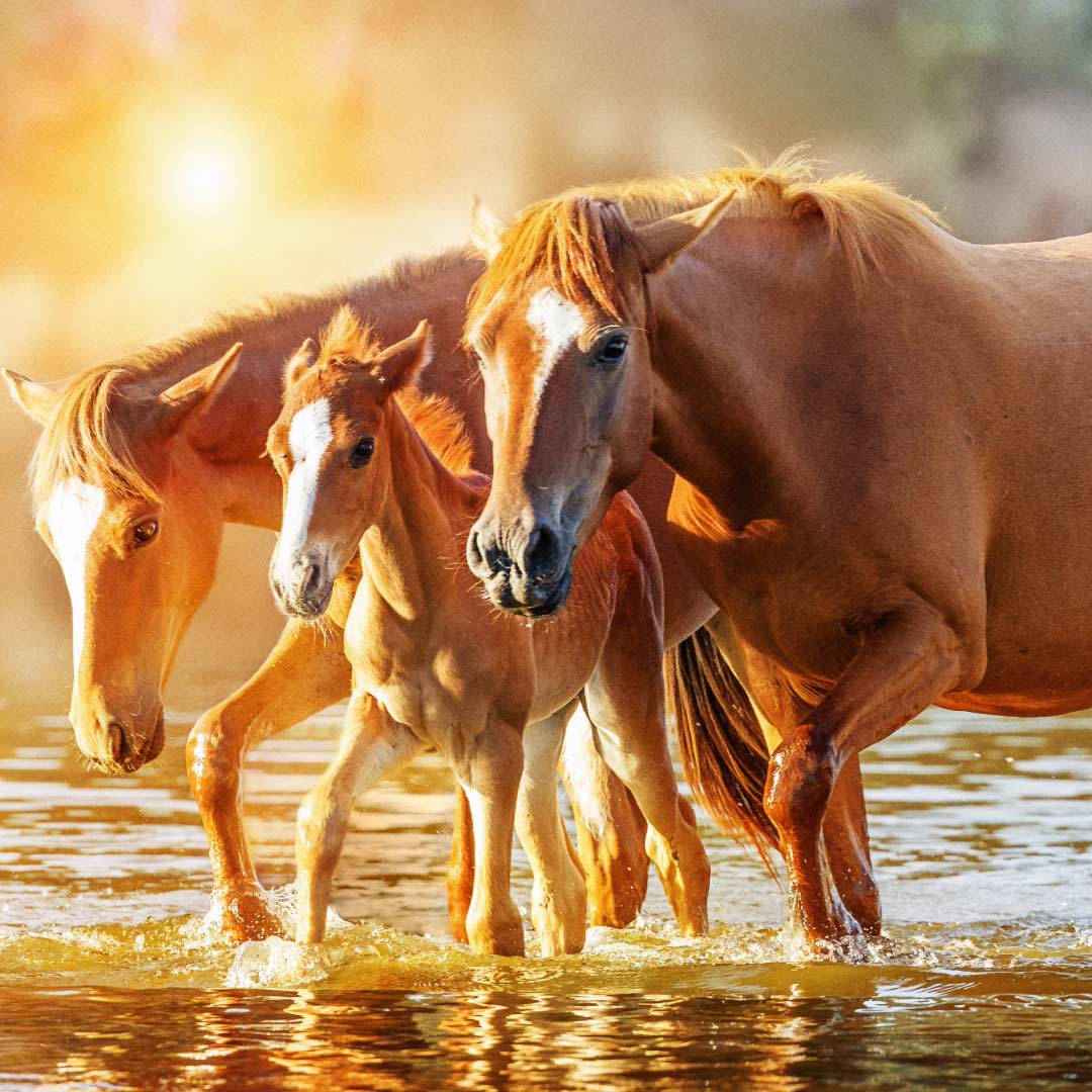Preparing for Rising Temperatures in the East Valley — Early Heat Awareness for Horses