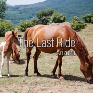 Spring Riding Season in the Phoenix East Valley — Keeping Your Horse Healthy and Active