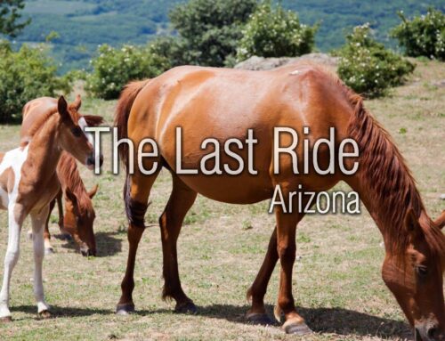 Spring Riding Season in the Phoenix East Valley — Keeping Your Horse Healthy and Active