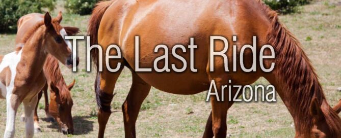 Spring Riding Season in the Phoenix East Valley — Keeping Your Horse Healthy and Active