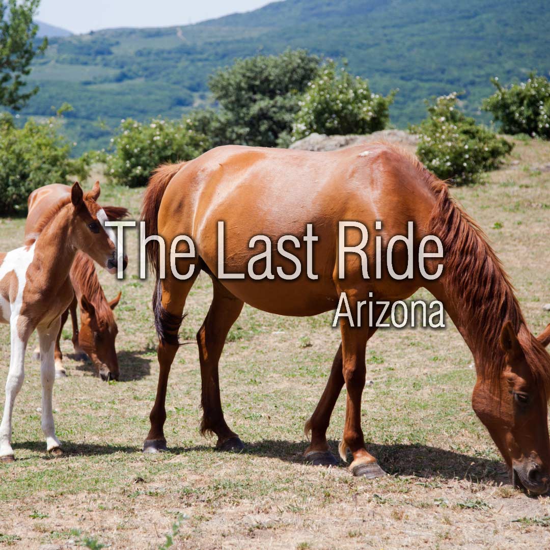 Spring Riding Season in the Phoenix East Valley — Keeping Your Horse Healthy and Active