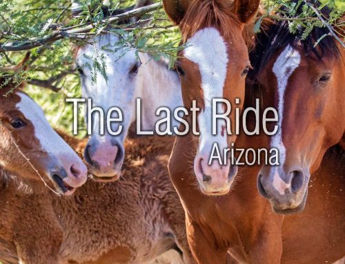 Preparing Your Horse for Early Summer Heat in the Phoenix East Valley