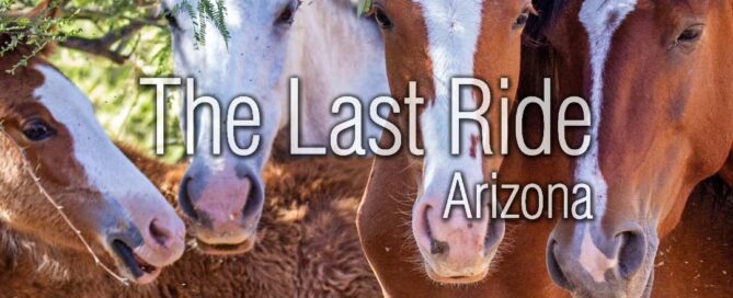 Preparing Your Horse for Early Summer Heat in the Phoenix East Valley