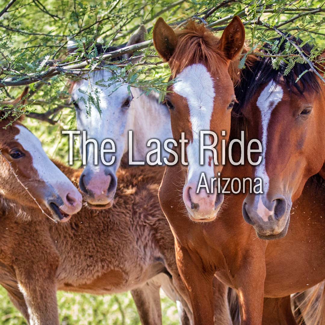 Preparing Your Horse for Early Summer Heat in the Phoenix East Valley