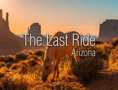 Surviving Triple-Digit Temperatures — Summer Horse Safety in the Phoenix East Valley