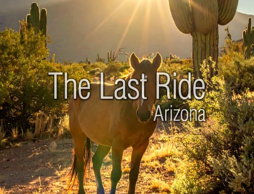 Monsoon Season and Horse Safety in the Phoenix East Valley
