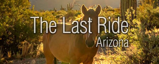 Monsoon Season and Horse Safety in the Phoenix East Valley