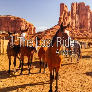 Desert Living With Horses Lessons Every Phoenix East Valley Horse Owner Learns