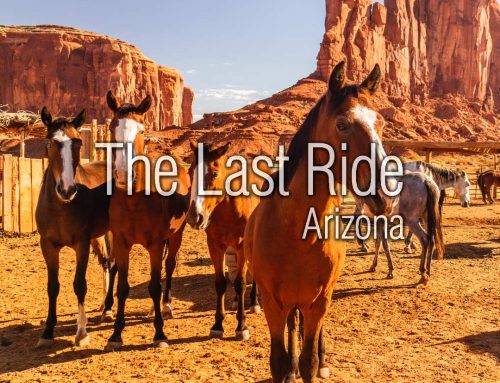Desert Living With Horses – Lessons Every Phoenix East Valley Horse Owner Learns