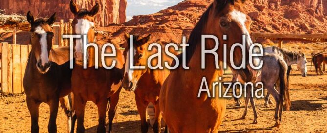 Desert Living With Horses Lessons Every Phoenix East Valley Horse Owner Learns