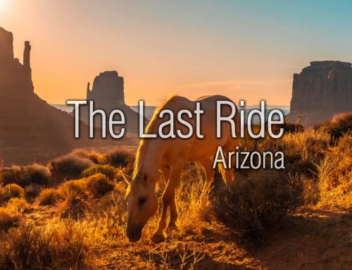 When the Good Days Become Fewer – Recognizing Quality-of-Life Changes in Your Senior Horse