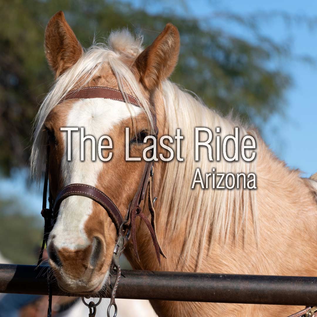 Giving Thanks for the Horses That Changed Our Lives A Phoenix East Valley Thanksgiving Reflection